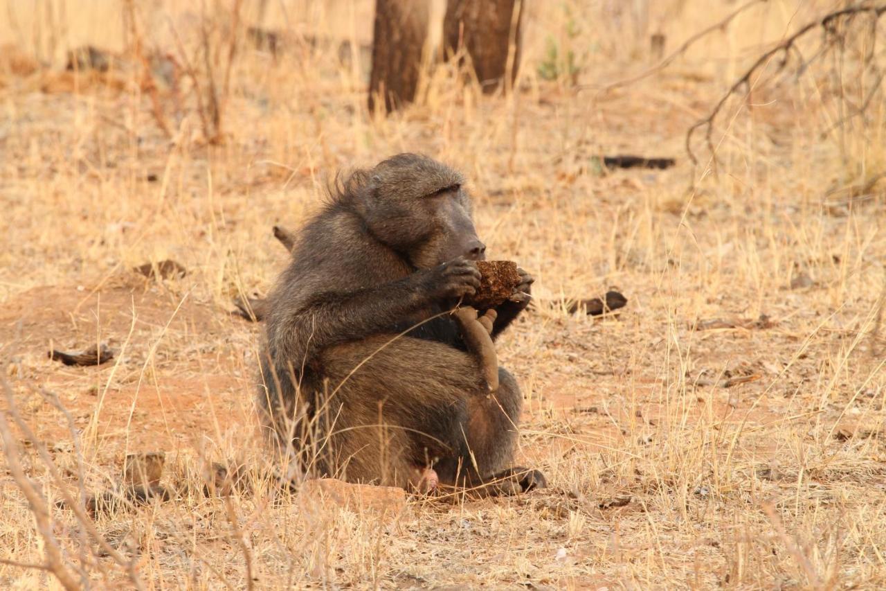 Inzalo Safari Lodge Welgevonden Doğa Koruma Alanı Dış mekan fotoğraf