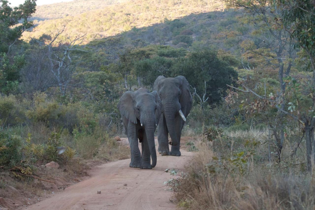 Inzalo Safari Lodge Welgevonden Doğa Koruma Alanı Dış mekan fotoğraf